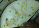 安井 双色糕 280g 10块装 南瓜味发糕 健康早餐糕点 加热速食蒸糕面点 实拍图