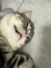 宽福（KUANFU）猫零食罐头鸡丝高汤补水猫罐头成猫幼猫母猫产后85克*15罐 实拍图