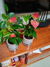 红掌盆栽白粉掌一帆风顺带花特大号花卉室内客厅面水培植物好养 约30cm2盆红掌-2个早安盆 带盆栽好 实拍图