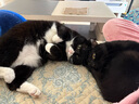玫斯（metz）猫粮无谷天然猫粮成猫幼猫全阶段鲜肉孕猫全价奶糕猫粮 pro系列升级全期猫粮1.5kg 实拍图