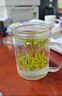 一杯香茶叶绿茶明前嫩芽雀舌四川250g2025新茶春茶礼盒装自己喝送礼 实拍图