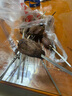 展高炫卡斗士2玩具正版变形机器人汽车机甲玩具男孩童节礼物 【炫蓝闪电S】新品现货速发 实拍图
