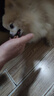 麦斯蒂猫零食猫咪火腿肉肠10支宠物成幼猫狗营养零食鸡鸭牛肉鸭梨 实拍图