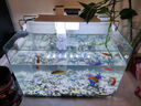 森森（SUNSUN）鱼缸过滤器壁挂式外置过滤泵水族箱过滤器HBL HBL-302 3W 实拍图