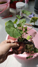 竹芋类盆栽花卉好养耐热粉公主植物自动吸水盆懒人绿植花卉 天竺葵冠幅约10CM高约10CM 原盆原土/盆径7*7cm送肥料 实拍图