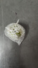 广东特产高山芭乐脆甜番石榴白心新鲜热带当季孕妇低糖水果一整箱 果园直发-3斤装-精选大果 实拍图