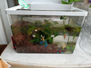 最萌鱼缸新款家用小型观赏鱼鱼缸三合一节能水泵过滤制氧一体机乌龟缸 40X23X27（带盖裸缸） 实拍图