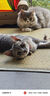 大宠爱 猫狗体内外同驱耳螨虱子跳蚤蛔虫2.5kg以下幼猫幼犬用 3支 实拍图