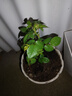 意轩【带花苞】欧月果汁阳台室内观花植物花卉盆栽四季开花月季 小苗【带花苞发】 实拍图