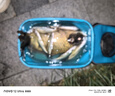 小凤仙夜光漂咬钩变色高灵敏度超亮醒目日夜两用鲫鱼电子漂野钓轻口渔具 L-DL03-2 鲫鲤综合 吃铅约2.7g 日夜两用(咬钩变色) 实拍图