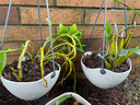 爱丽思（IRIS）吊钵环保树脂绿萝常春藤垂吊挂盆花盆吊兰盆悬挂壁式吊篮挂钩花盆 7号理石色 实拍图
