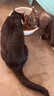 亿迪  猫粮全价成猫幼猫国产蓝猫布偶流浪猫全阶段20斤 实拍图