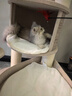 兽牌森林猫爬架大型猫树猫窝一体实木豪华剑麻猫架太空舱缅因大猫适用 森林【经典款】 实拍图