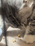 卫加全价猫粮5斤装 成猫幼猫主粮全阶段通用型天然粮2.5kg 实拍图