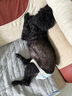 皇家皇家狗粮 成犬狗粮 犬粮 通用犬型 CC 通用粮 ≥12月 3KG 实拍图