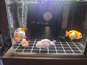 鱼多趣 兰寿金鱼饲料320g  鱼食小颗粒下沉鱼粮观赏鱼沉底锦鲤专用粮  实拍图