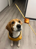 麦富迪狗粮 藻趣儿狗粮成犬粮牛肉螺旋藻 均衡营养15kg/30斤 实拍图