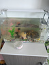 高清热弯浮法透明玻璃鱼缸客厅家用造景装饰生态中小型生态金鱼缸 热弯鱼缸-豪华升级套餐+熟睡夜晚造景 长50*宽27*高30cm 实拍图