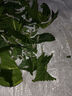 沃绣 蚕宝宝当天发货 活蚕宝宝蚕卵小蚕彩色蚕新鲜桑叶学生养蚕套装 桑叶1斤送结茧网/发顺丰 实拍图