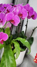 Only you【两小时达】蝴蝶兰带花苞花剑花盆真花兰花盆栽开业乔迁佛堂供花 7株粉色（瓷盆随机） 实拍图