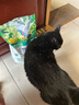 LEGENDSANDY蓝氏全价猫粮成猫幼猫生骨肉冻干粮  猎鸟乳鸽6.18kg 实拍图