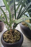 劉閣蘭花四季素心大凤素现带花苞出售有香味的花苗室内阳台绿植物花卉盆栽 3苗连体裸根 实拍图