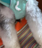 拉夫威尔ruffwear嗨轻狗狗胸背带狗背带中小型犬雪纳瑞背带式狗狗牵引绳 鼠尾草绿/雾森绿 XS 实拍图