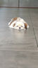 皇家狗粮 幼犬狗粮 宠物 小型犬 MIJ31 全价犬粮 2-10月 2KG 实拍图