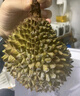 马猫 正宗马来西亚进口猫山王榴莲D197树熟液氮冷冻水果生鲜带壳榴莲 2.2-2.6斤（包三房 尝鲜体验） 实拍图