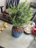 开时果 正宗清香胡椒木盆栽老桩树苗 室内桌面植物苗防驱蚊草小绿植盆景 【6年大苗】清香胡椒木+竖条纹塑料盆 实拍图