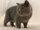 Orijen渴望猫粮 成猫幼猫干粮 全价通用无谷原味鸡肉进口1.8kg效期26/1 实拍图