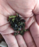 福茗源茶叶乌龙茶 安溪铁观音 兰花香2025新茶叶礼盒送礼320g茶叶自己喝 实拍图