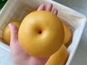 晟容果蔬山东秋月梨新鲜采摘冰糖梨子礼盒当季水果甜现摘现发送礼佳品包邮 9斤甄选果【单果250g+】净8.5斤 实拍图