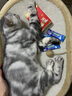USPET英国宠物猫咪狗狗益生菌幼犬幼猫调理肠胃软便拉稀专用活性益生菌 实拍图
