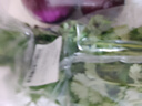 大白菜约2kg 实拍图