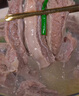 鲜京采 巴西进口原切牛肋肉 2斤 牛肋条 炖煮 京东自有品牌 【真原切】 实拍图
