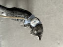 憨憨乐园猫咪牵引绳可调节遛猫绳子可爱幼猫外出专用胸背小型犬宠物用品s 实拍图