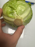新鲜甘蓝包菜卷心菜新鲜嫩绿莲花白现摘现发到京东来买菜 新鲜包菜 2.5-3斤 人工挑拣 实拍图