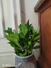 花行榜 竹柏盆栽水培驱蚊植物绿植盆栽四季常青20棵（不含瓶）源头直发 实拍图