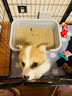 HELLOJOY狗狗厕所防踩屎小型犬尿盆便盆不锈钢小狗大小便狗砂盆 围栏18mm 实拍图