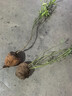 CHUANGSHIJI沙糖桔树苗南方北方种植橘子树苗柑桔果树果苗嫁接砂糖地栽盆栽 3年苗 (当年结果) 81cm(含)-110cm(含) 实拍图