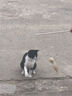 华元宠具（hoopet）逗猫棒猫玩具自嗨解闷宠物用品耐咬幼小猫猫咪消耗体力的耐咬神器 实拍图