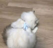 欢宠网猫咪牵引绳猫绳宠物防挣脱可调松紧背心式专用溜遛猫绳子外出用品 实拍图