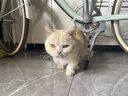 皇家皇家室内成猫粮 I27 通用粮 12月以上 2KG 实拍图