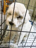 腆宠狗笼猫笼 狗笼子中小型犬带厕所幼犬狗窝猫笼子大号家用围栏兔笼 实拍图