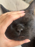 华元宠具（hoopet）猫抓垫剑麻猫抓板窝防猫抓沙发保护贴墙猫爪板耐磨不掉屑猫咪用品 实拍图