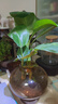壹植水培天堂鸟盆栽花卉植物室内客厅绿植桌面鹤望兰吸甲醛四季好养活 精品水培天堂鸟20-30厘米1棵 不含盆 实拍图