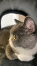 卫仕猫多维240片定制猫用复合维生素片维生素b美毛宠物营养猫咪维生素 实拍图