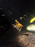 修医宠亚甲基蓝鱼药鱼缸杀菌消毒水族锦鲤鹦鹉白点小瓜虫寄生虫650ml 实拍图