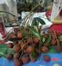 丽芙 甲硝唑凝胶和甲硝锉凝胶+壬二酸凝胶甲硝唑痘痘酒渣鼻外用15%凝胶膏 1盒甲硝唑凝胶+维a酸乳膏 脸上痘痘粉刺 实拍图